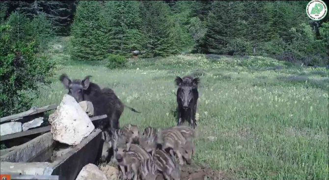 Yaban Hayatı Foto Kapana Yansıdı