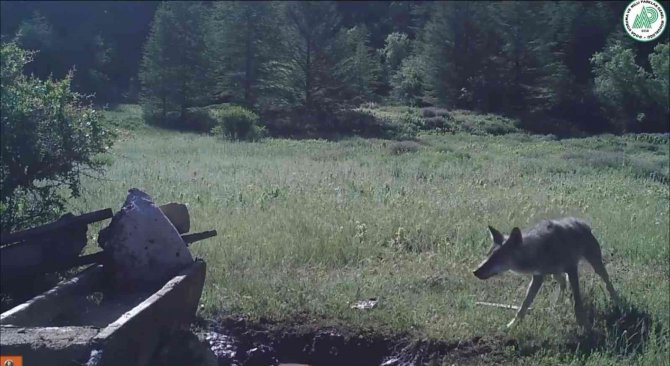 Yaban Hayatı Foto Kapana Yansıdı