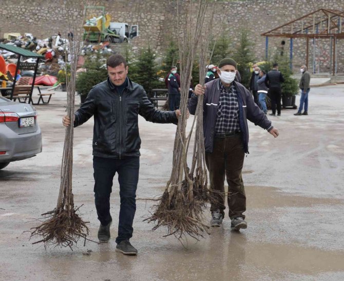 Körfezli Çiftçilere 4 Bin Ceviz Ve Kiraz Fidanı