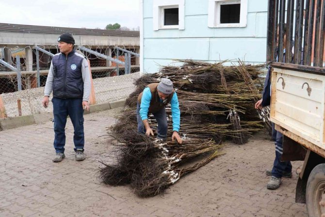 Manisa’da Binlerce Fidan Üreticilere Dağıtıldı