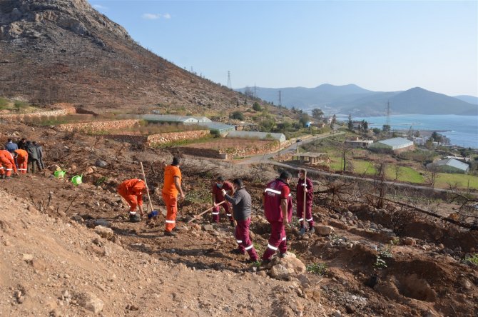 Vali Su, Yanan Orman Alanlarında Fidan Dikti