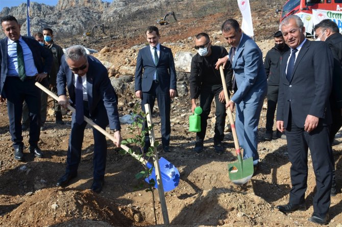 Vali Su, Yanan Orman Alanlarında Fidan Dikti