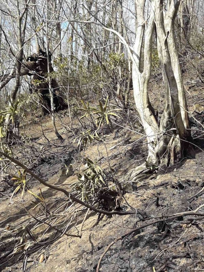 Bahçesinde Ateş Yakarken Ormanlık Alanda Yangına Neden Oldu