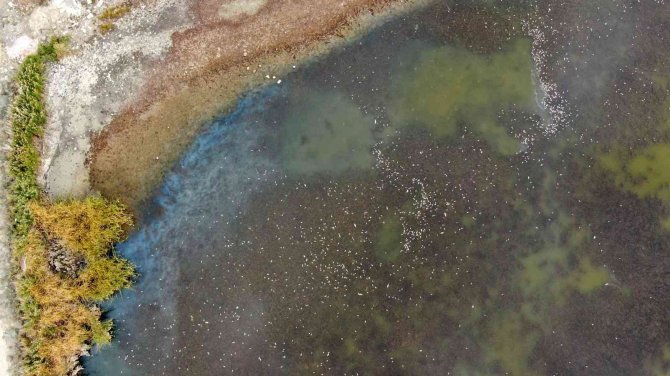 Çevre Felaketinin Yaşandığı Gölde Sevindiren Manzara