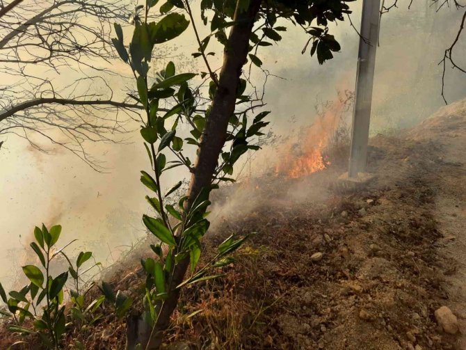 Trabzon’un Sürmene İlçesinde Bahçe Temizliği Orman Yangınına Neden Oldu