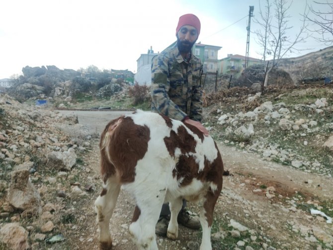 Kuyruksuz Dünyaya Gelen Buzağı Görenleri Şaşırttı