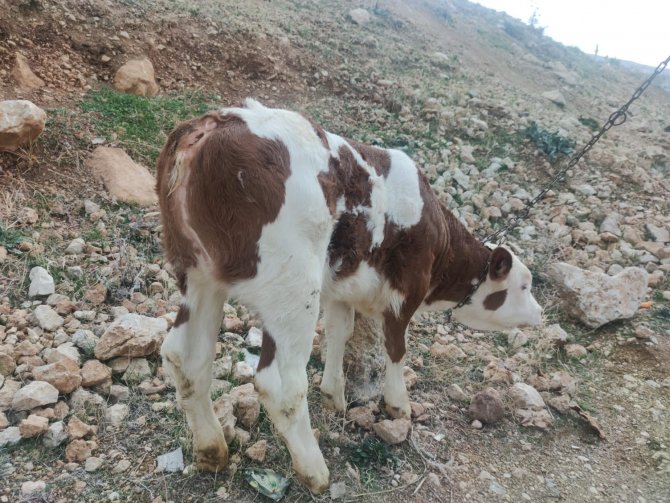 Kuyruksuz Dünyaya Gelen Buzağı Görenleri Şaşırttı