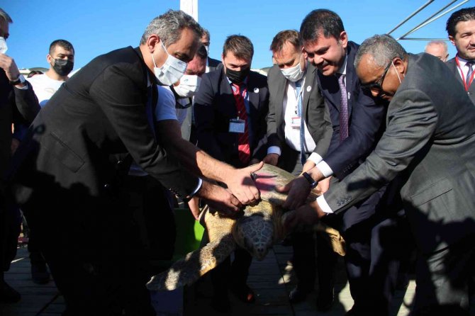 Bakan Kurum Ve Özer Tedavisi Tamamlanan 2 Caretta Carettayı Denize Bıraktı