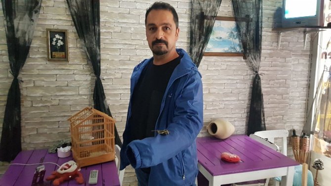 Ender Görülen ‘Mekik Kelebeği’ Alanya’da Koruma Altına Alındı