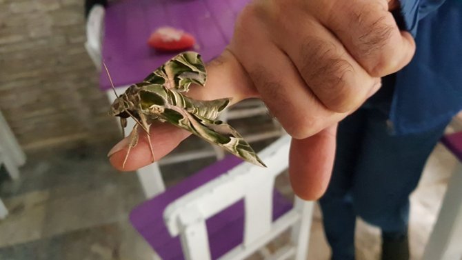 Ender Görülen ‘Mekik Kelebeği’ Alanya’da Koruma Altına Alındı
