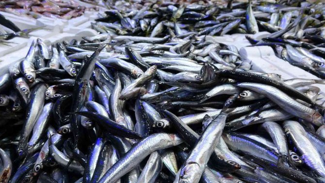 Ordu’da Tezgahlar Hamsisiz Kaldı: Kasası 500 Liraya Ulaştı