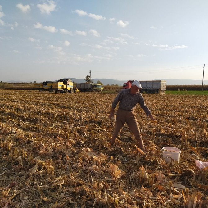 Mısır Başağı Çiftçilere İkinci Gelir Kaynağı Oldu