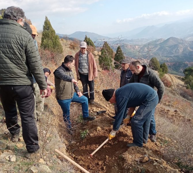 Bu Fidanlar Erozyona ‘Dur’ Diyecek