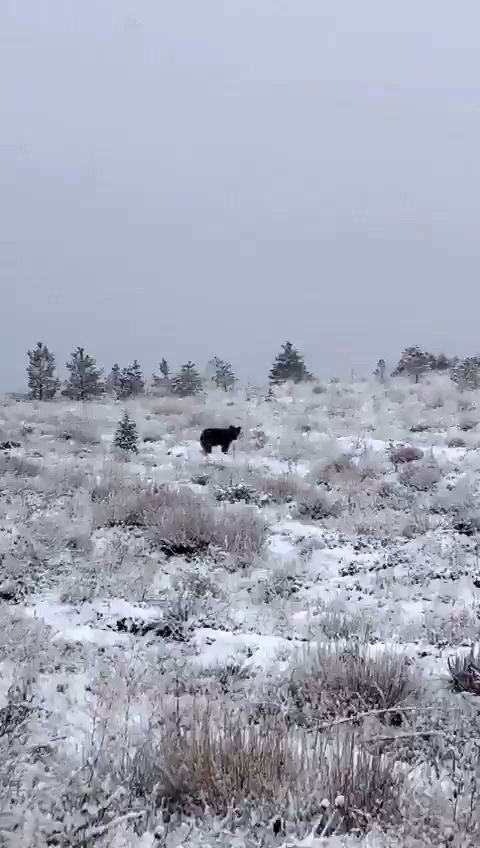 Bayburt’un Yüksek Kesimlerinde Kar Yağışı Etkili Oldu