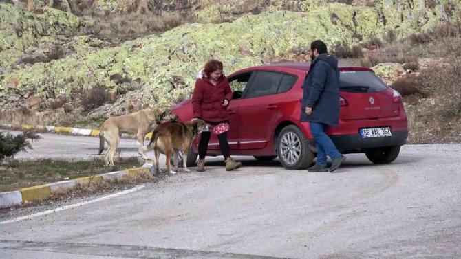Sokak Hayvanları Her Gün Onun Yolunu Gözlüyor
