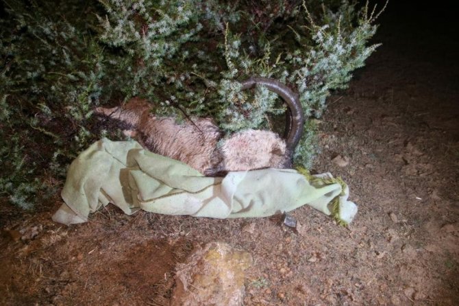 Tunceli’de Yaban Keçisi Avlayan 2 Kişiye 126 Bin Lira Ceza