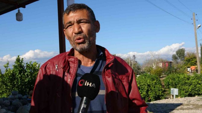 Narenciye Bahçesini Sarımsak Tarlasına Dönüştürdü