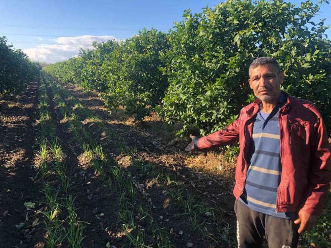 Narenciye Bahçesini Sarımsak Tarlasına Dönüştürdü