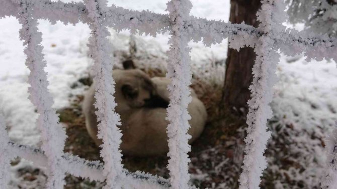 Ardahan’da Sibirya Soğukları Yaşamı Olumsuz Etkiliyor