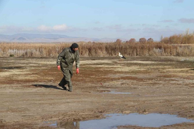 Limanı Mesken Tutan Göç Etmeyen Leyleği Balıkçılar Küçük Balıklarla Besliyor