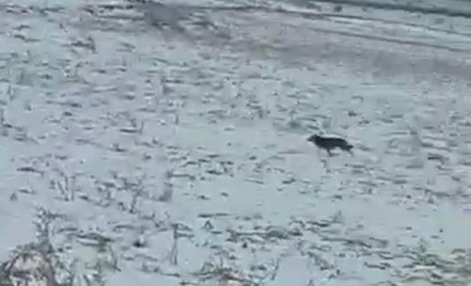 Yüksekova’da Kurt Sürüsü Köye İndi