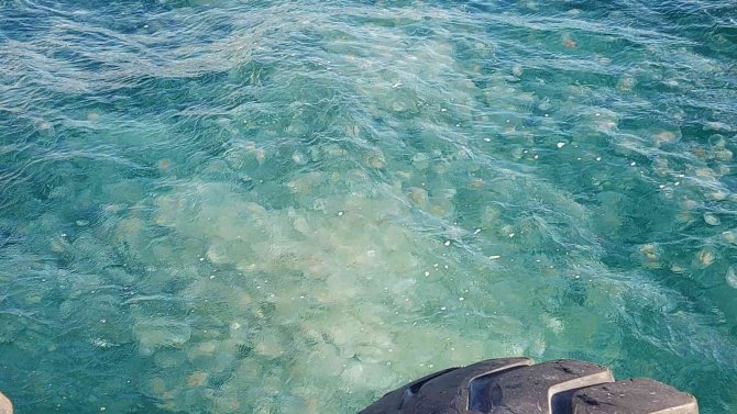 Marmara’da Denizanası İstilası