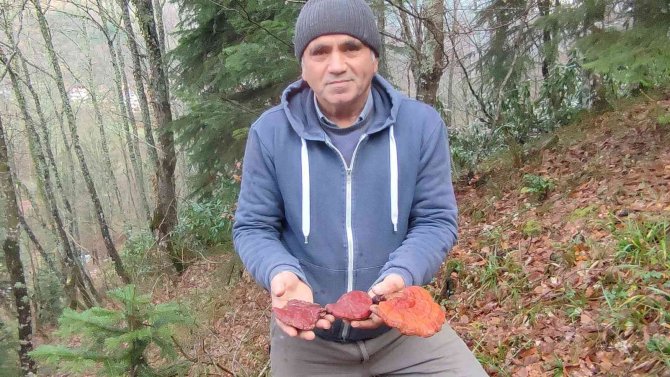 Doğada Nadir Görülen Reishi Mantarını Bulmanın Sevincini Yaşadı