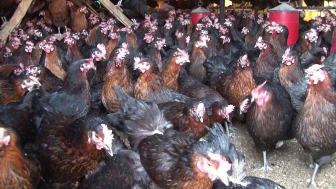 İ̇stanbul’un Göbeği Beykoz’da, Gezen Tavuk Çiftliği