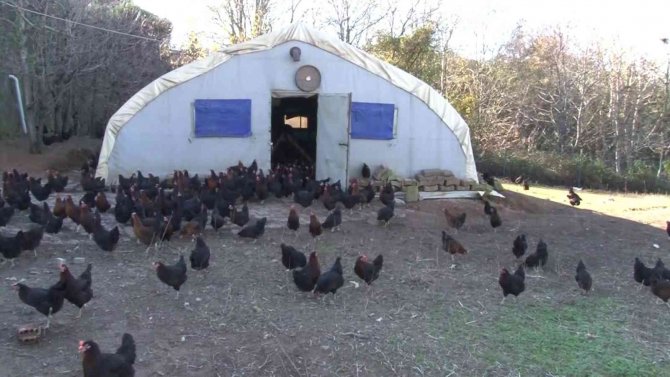 İ̇stanbul’un Göbeği Beykoz’da, Gezen Tavuk Çiftliği