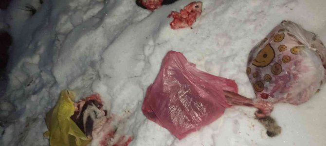 Yaban Keçisi Kaçak Avcılarına Rekor Ceza