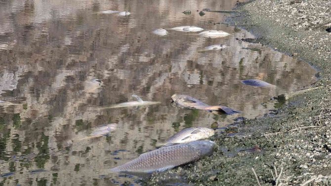 Karabük’te Çevre Katliamı