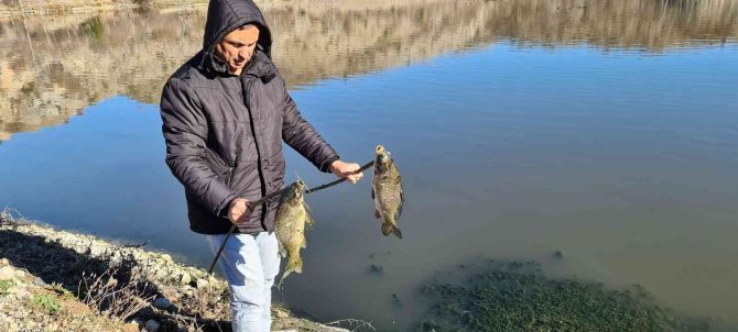 Karabük’te Çevre Katliamı