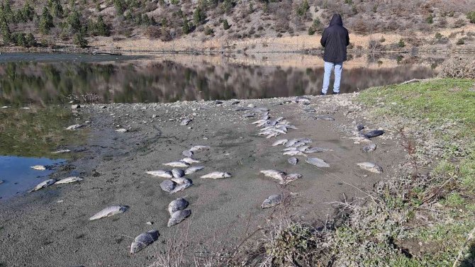 Karabük’te Çevre Katliamı