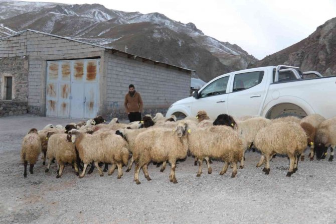 Sel Mağdurlarına Küçükbaş Hayvan Desteği