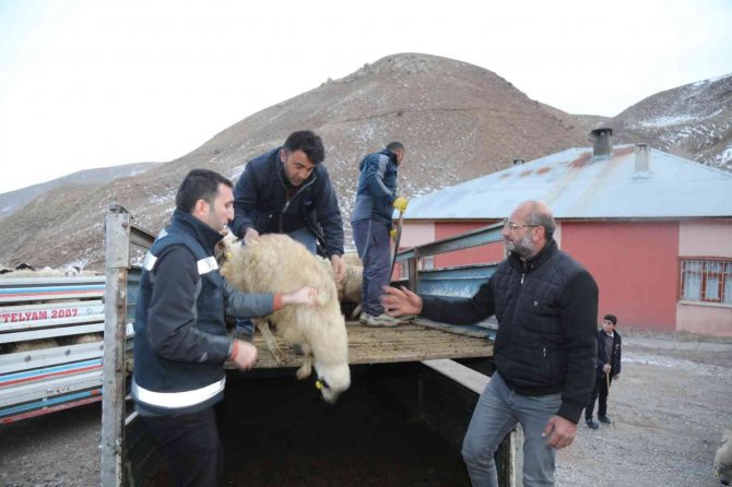 Sel Mağdurlarına Küçükbaş Hayvan Desteği