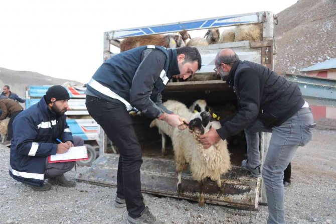 Sel Mağdurlarına Küçükbaş Hayvan Desteği