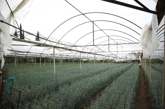 Büyükşehir Çiftçinin Yaralarını Sarmak İçin Hasar Tespiti Yapıyor