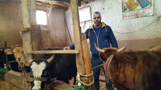 Köy Muhtarı Köye Dönüş Yapanlara İnek Desteğinde Bulundu