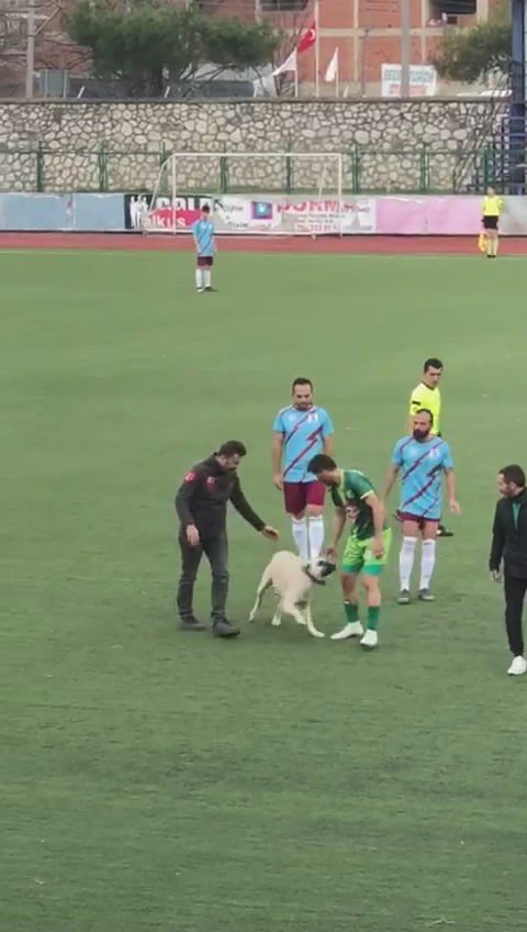 Bursa’da Nefes Kesen Mücadeleye ‘Köpek’ Molası