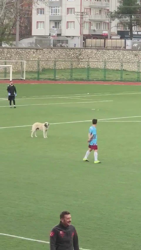 Bursa’da Nefes Kesen Mücadeleye ‘Köpek’ Molası