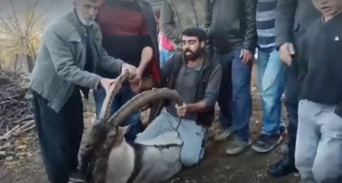 Köye İnen Dağ Keçisi Zarar Görmesin Diye Saatlerce Nöbet Tuttular