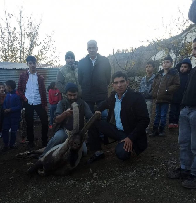 Köye İnen Dağ Keçisi Zarar Görmesin Diye Saatlerce Nöbet Tuttular