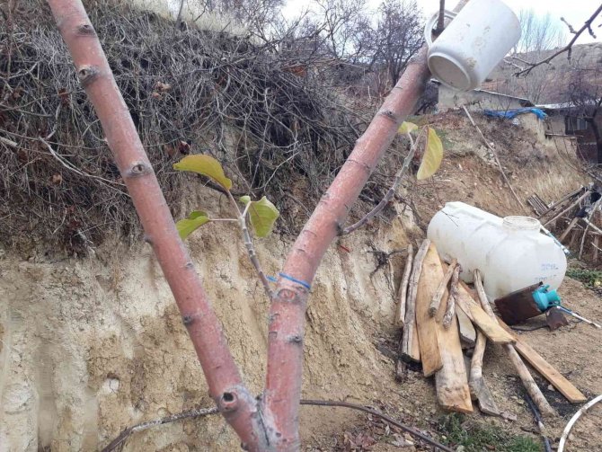Elma Ağacı Mevsimleri Şaşırdı, Kış Ayında Yaprak Açtı