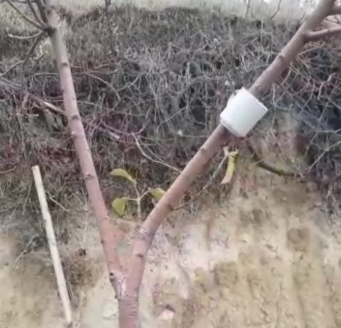 Elma Ağacı Mevsimleri Şaşırdı, Kış Ayında Yaprak Açtı