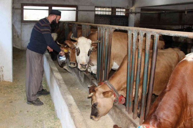 Genç Çiftçi Projesiyle Hayvancılığa Başladı, Şimdi Taleplere Yetişemiyor