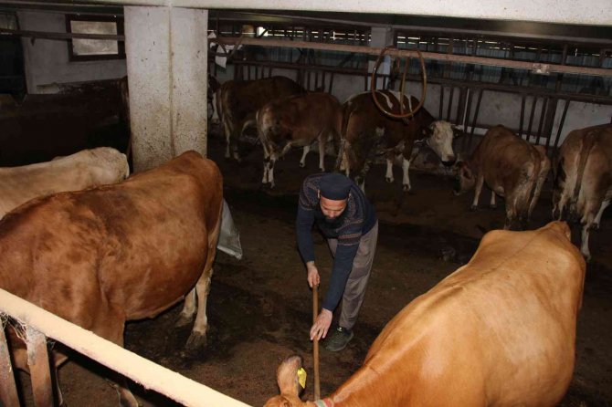 Genç Çiftçi Projesiyle Hayvancılığa Başladı, Şimdi Taleplere Yetişemiyor