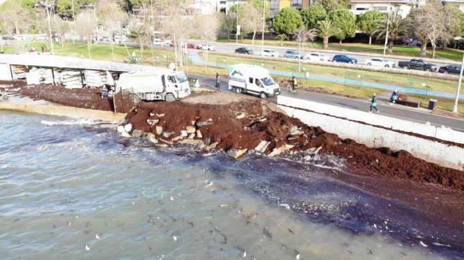 Caddebostan Sahili Yeniden Kırmızı Yosunlarla Kaplandı