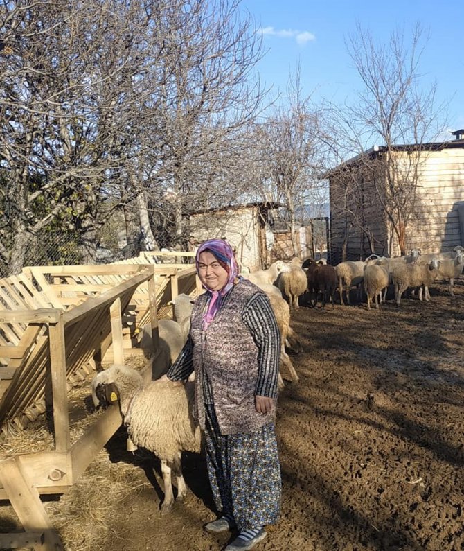 Hibe Desteği Sayesinde İşini Kuran Engelli Kadına 30 Adet Koyunu Teslim Edildi