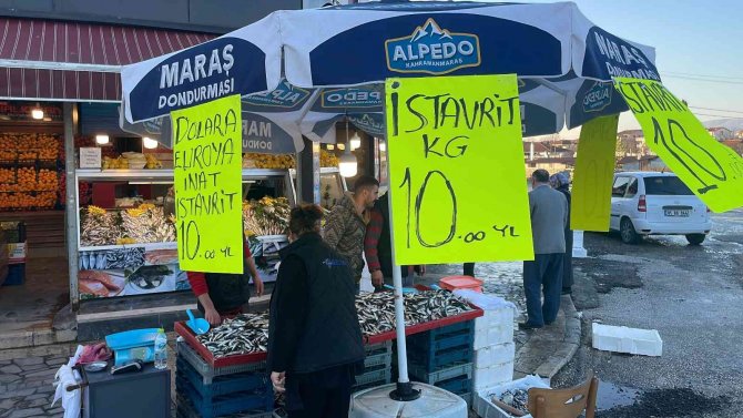 Hamsinin Tahtını İstavrit Aldı