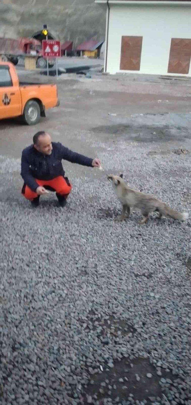 Aç Yavru Tilki Karayollarına Sığındı